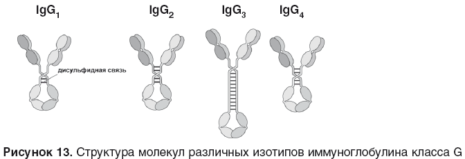 Иммуноглобулинов класса igg. Строение иммуноглобулина g иммунология. Иммуноглобулин класса g строение. Иммуноглобулин g1 g2 g3 g4. Молекулярная структура иммуноглобулина g.