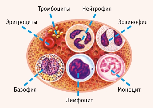 Анизоцитоз как обозначаются в анализе крови thumbnail