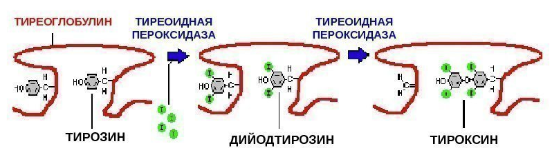 Тг сильно повышен. Тиреоглобулин. Антитела к тиреоглобулину. Тиреоглобулин повышен. Схема синтеза тиреоидных гормонов.