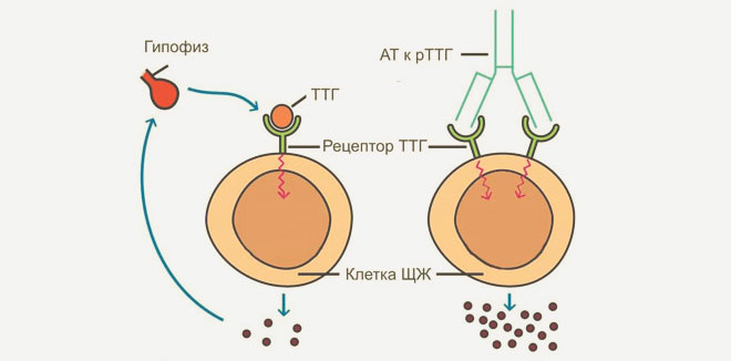 Анализ крови антитела к тиреоглобулину норма